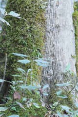 Magnolia tamaulipana