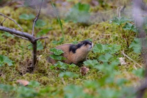 Norway Brown Lemming, Лапландский заповедник, photo 7 of 10