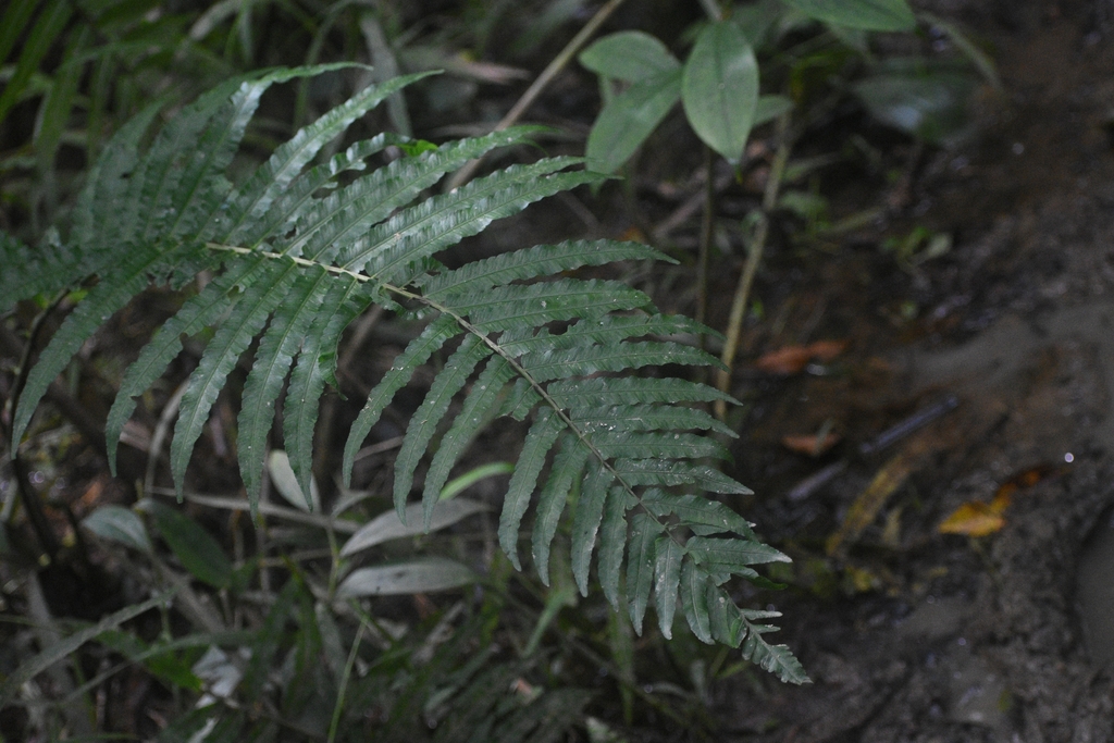 Diplazium pallidum (Diplazium pallidum)