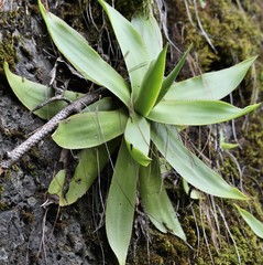 Agave mitis