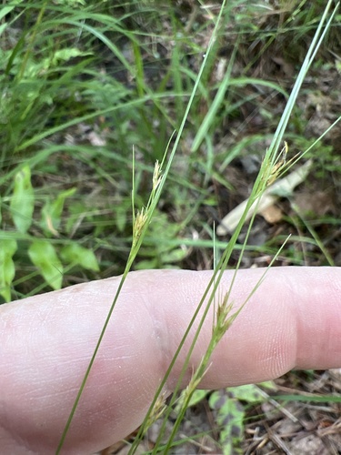 Brownish Beaksedge (Rhynchospora leptocarpa)