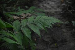 Pleocnemia irregularis