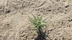 Johnstonella costata