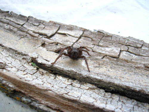 iNaturalist observation photo of False Tarantula