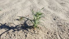 Johnstonella costata