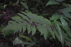 Pleocnemia irregularis