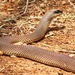 Eastern Rufous Beaked Snake - Photo (c) Emily, some rights reserved (CC BY-NC), uploaded by Emily