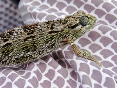 Trioceros sternfeldi