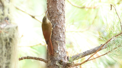 Lepidocolaptes affinis