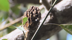 Magnolia tamaulipana