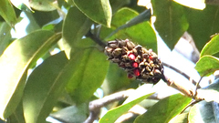 Magnolia tamaulipana