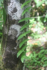 Adenia cordifolia
