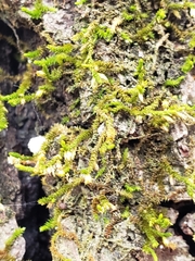 Forsstroemia trichomitria