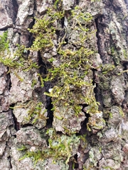 Forsstroemia trichomitria