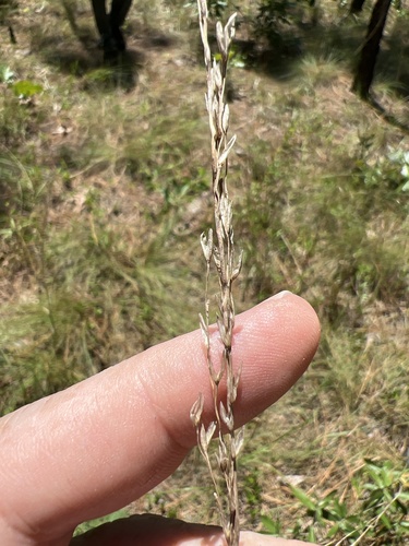 Carolina Fluff Grass (Tridens carolinianus)