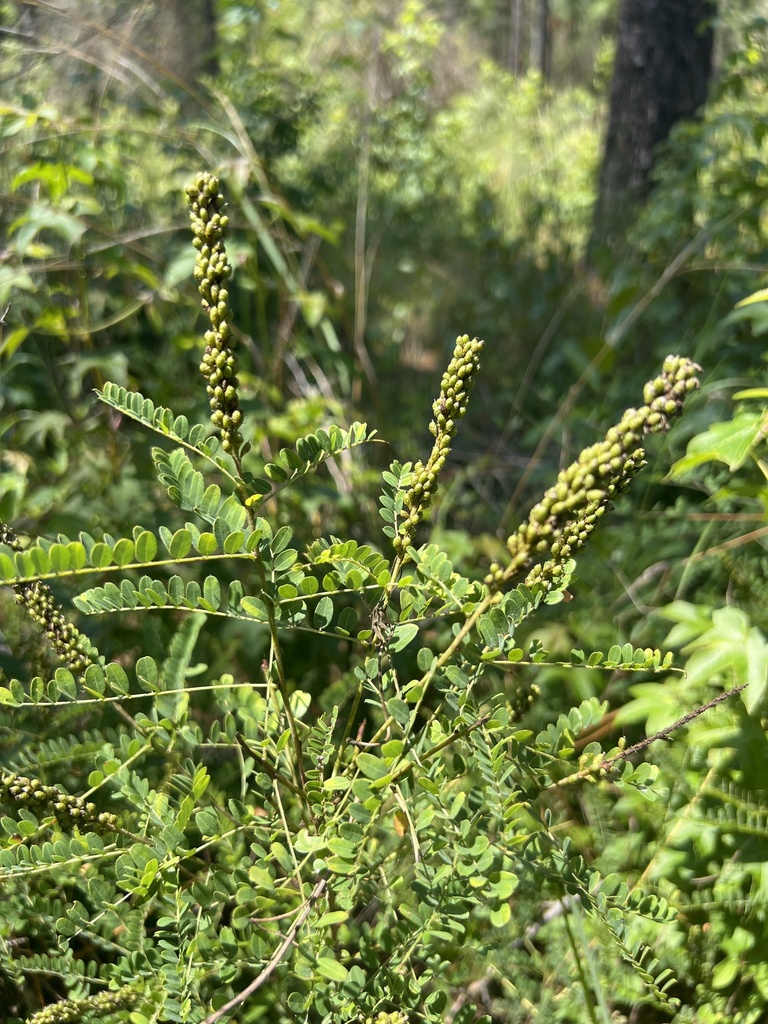 Amorpha georgiana; photograph author not stated, no rights reserved
