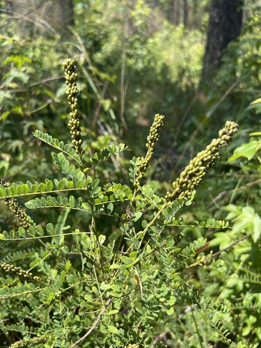 Georgia False Indigo (Amorpha georgiana)