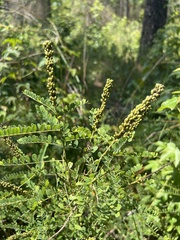Amorpha georgiana