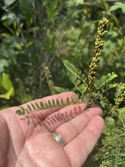 author not stated, no rights reserved Amorpha georgiana, photograph author not stated, no rights reserved