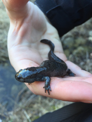 Ambystoma barbouri