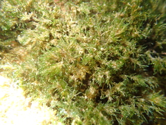 Cladophora herpestica