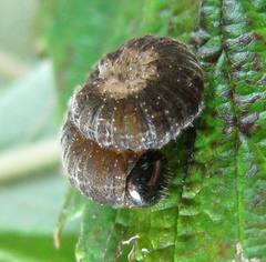 Tenthredo mesomela