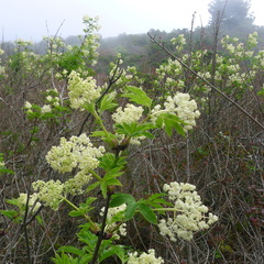 Sambucus racemosa racemosa