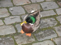 Anas platyrhynchos