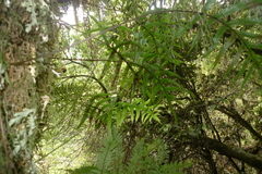 Microsorum novae-zealandiae