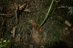 Microsorum novae-zealandiae