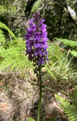 Dactylorhiza foliosa image