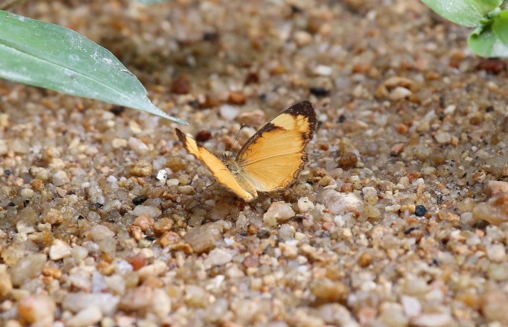 Guatemalan Crescent