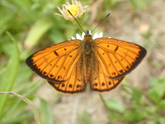 Lycaena edna