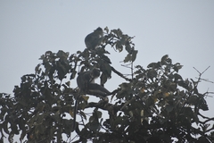 Trachypithecus cristatus