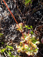 Drosera esterhuyseniae