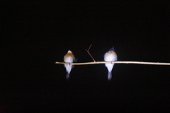Cyornis turcosus