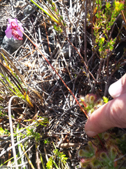Drosera esterhuyseniae