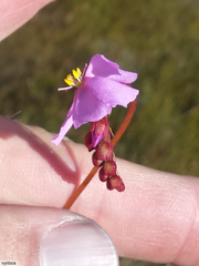 Drosera esterhuyseniae