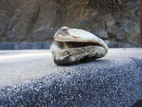 Stone Oyster (Striostrea prismatica)