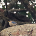 Yellow-billed Nuthatch - Photo (c) stanlilley, some rights reserved (CC BY-NC), uploaded by stanlilley