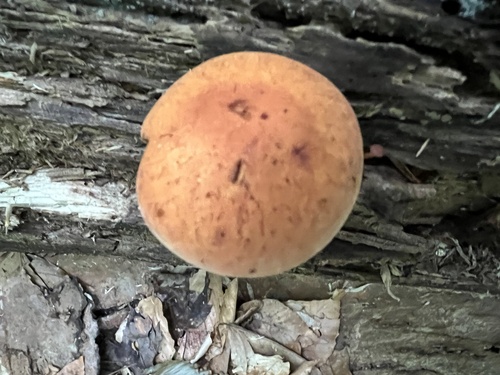 Gymnopilus subdryophilus