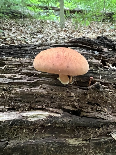 Gymnopilus subdryophilus (Photo 2 of 5)