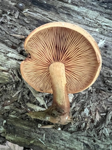 Gymnopilus subdryophilus (Photo 3 of 5)