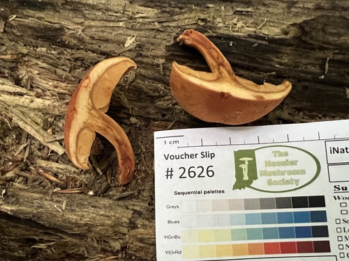 Gymnopilus subdryophilus (Photo 4 of 5)