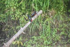 Cymbirhynchus macrorhynchos