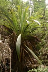 Cordyline indivisa