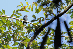 Surniculus lugubris