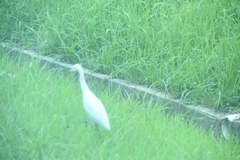 Bubulcus ibis