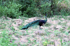 Pavo muticus