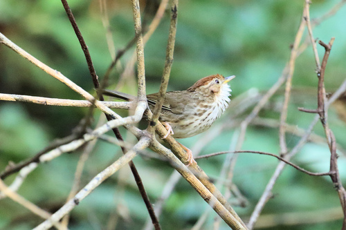 Puff-throated Babbler